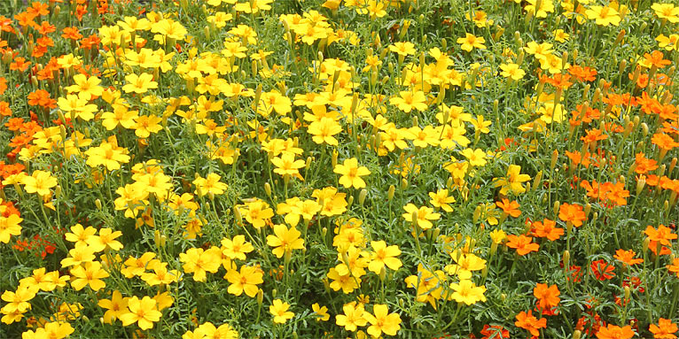 100X Bicolor Rot Gelb Chrysanthemen Samen Blumen Pflanze^ O8S1 