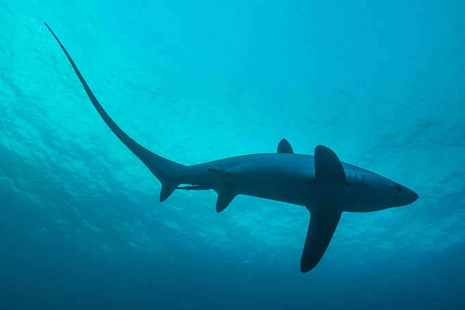 Fuchshaie bringen in ihrem Leben weniger als 20 Nachkommen zur Welt und können sich somit nur schwer von Überfischung erholen. - Foto: iStock.com/bearacreative