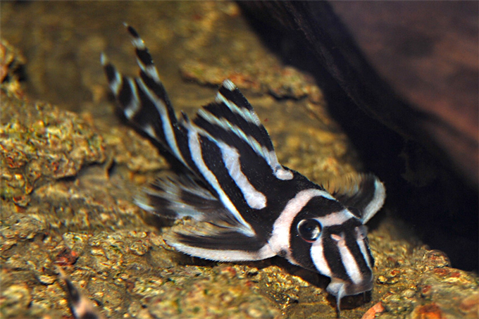 Zebra-Harnischwels (Hypancistrus Cebra)  Foto: Birger A./fischlexikon.eu CC BY-SA 3.0