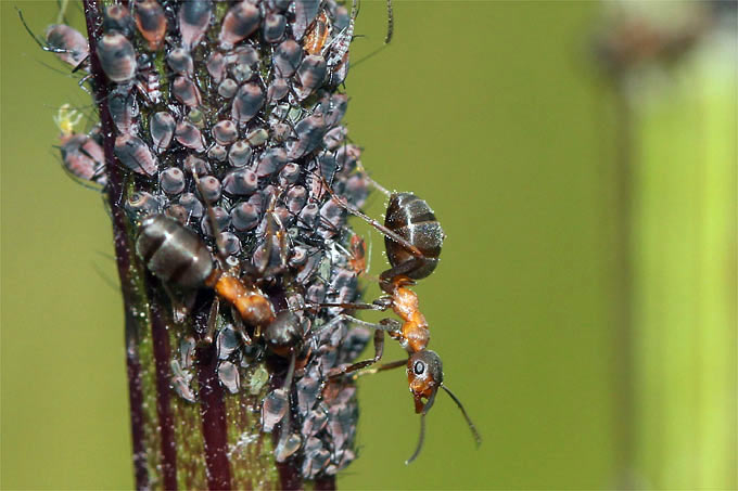 Blattläuse und Waldameisen an Rainfarn - Foto: Helge May