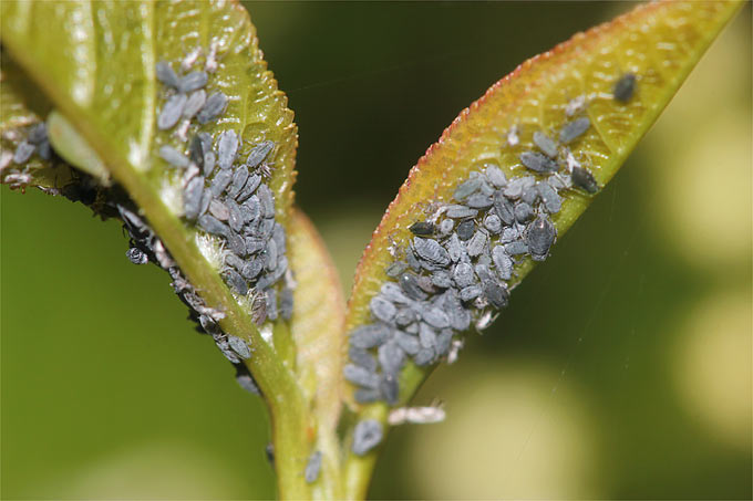 Blattläuse auf Früher Traubenkirsche - Foto: Helge May