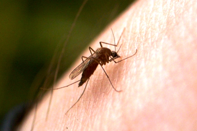 Nur 1,4 Prozent der getöteten Insekten an den Lampen sind Mücken. - Foto: Ingo Ludwichowski