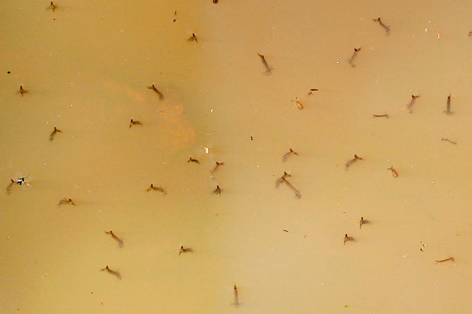 Mückenlarven in Pfütze - Foto: Helge May