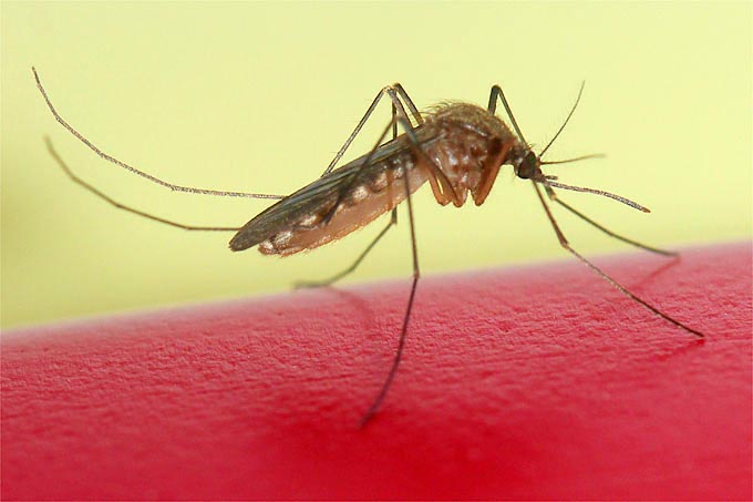 Alles Wissenswerte über Mücken