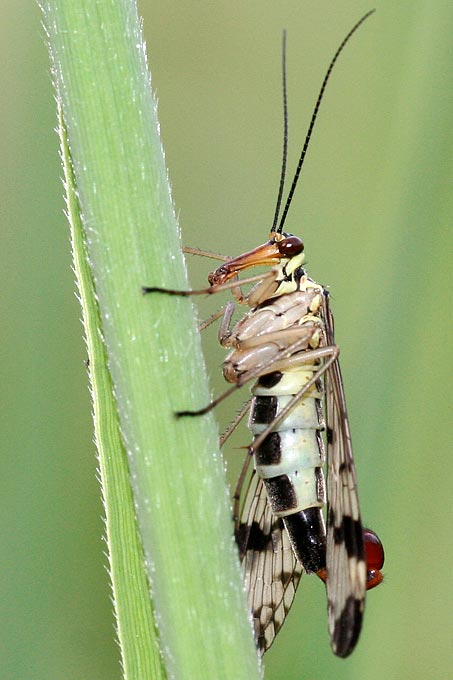 Skorpionsfliege (Männchen) - Foto: Helge May