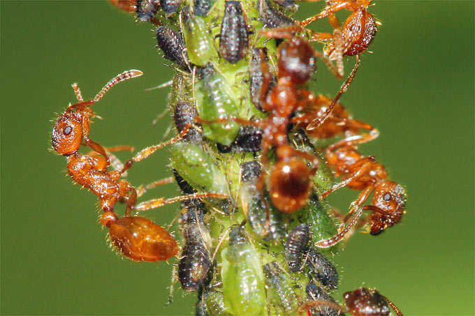 Ameisen und Blattläuse an Ahornblatt - Foto: Helge May