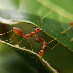 Ameisen auf Blatt - Foto: Unsplash/MD Jerry