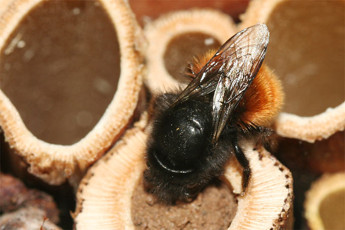 Gehörnte Mauerbiene an Nisthilfe - Foto: Helge May