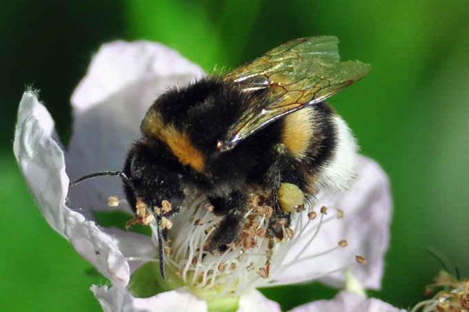 Unentbehrlich für die Bestäubung unserer Nutzpflanzen sind Wildbienen - hier eine Erdhummel - Foto: Monika Povel