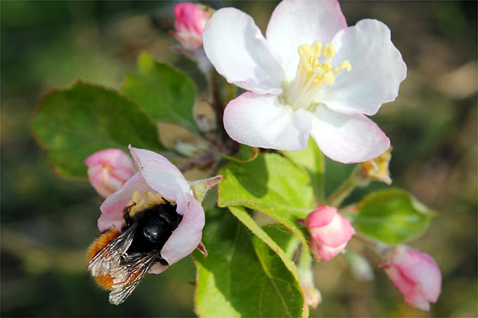 Wichtige Bestäuber: Gehörnte Mauerbiene auf einer Apfelblüte - Foto: Helge May
