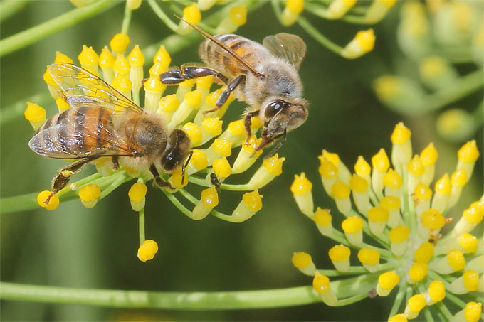Honigbienen auf Fenchel - Foto: Helge May