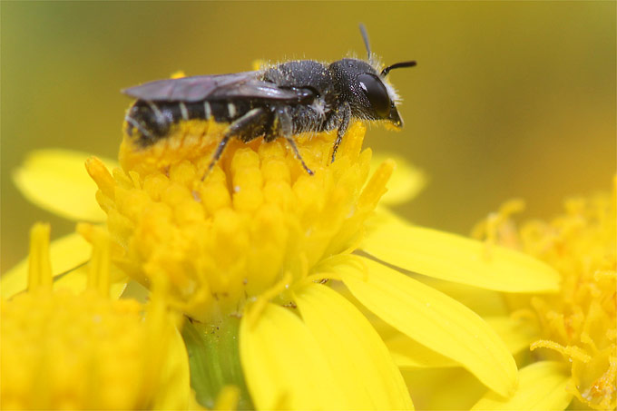 Wildbiene auf Jakobs-Greiskraut - Foto: Helge May