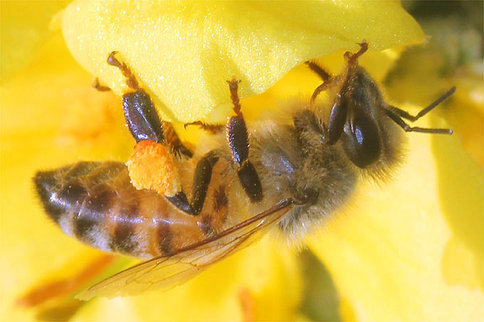 Honigbiene an Königskerze - Foto: Helge May