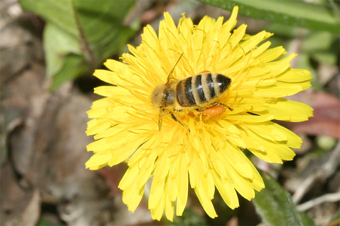 Honigbiene an Löwenzahn - Foto: Helge May
