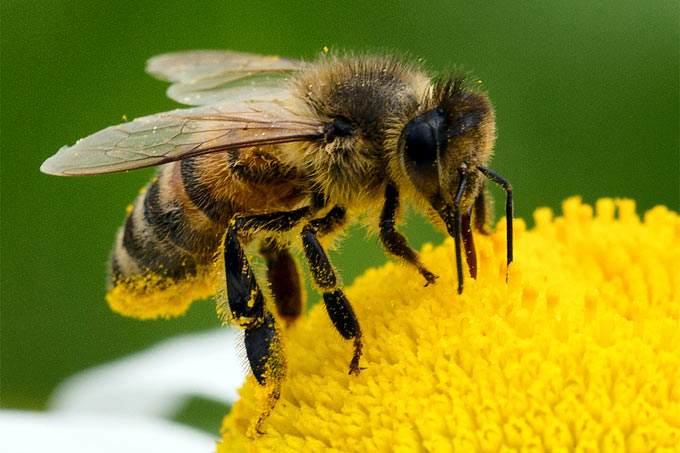 Honigbiene an Zaunrübe