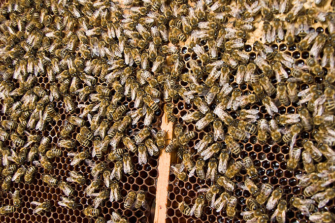 Honigbienen an Wabe - Foto: NABU/Günter Lessenich