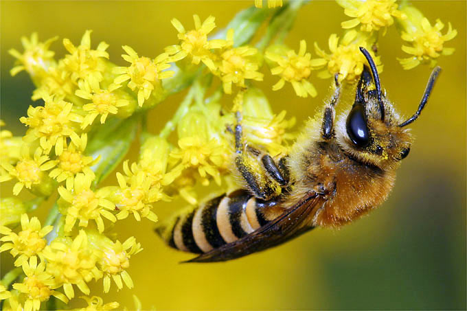 Seidenbiene auf Goldrute - Foto: Helge May
