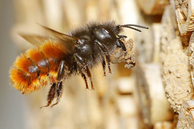 Wildbienen werden leider immer seltener. Einigen wenigen Arten wie hier der Gehörnten Mauerbiene kann man mit Nisthölzern helfen. – Foto: Armin Teichmann/www.naturgucker.de