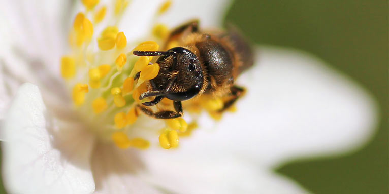 Biene auf Buschwindröschen - Foto: Frank Beisheim