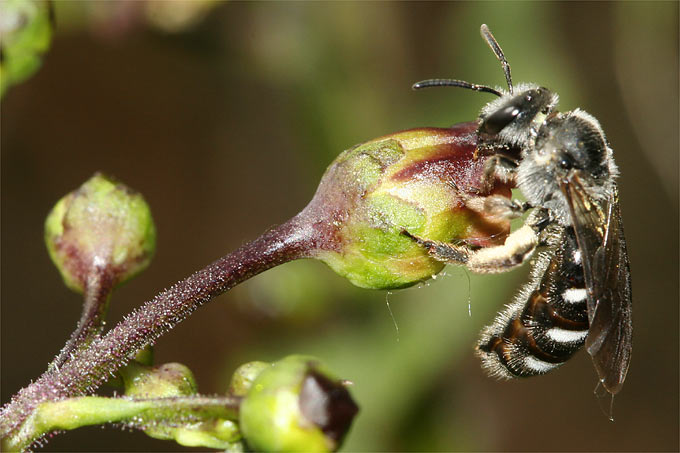Wildbiene an Braunwurz - Foto: Helge May