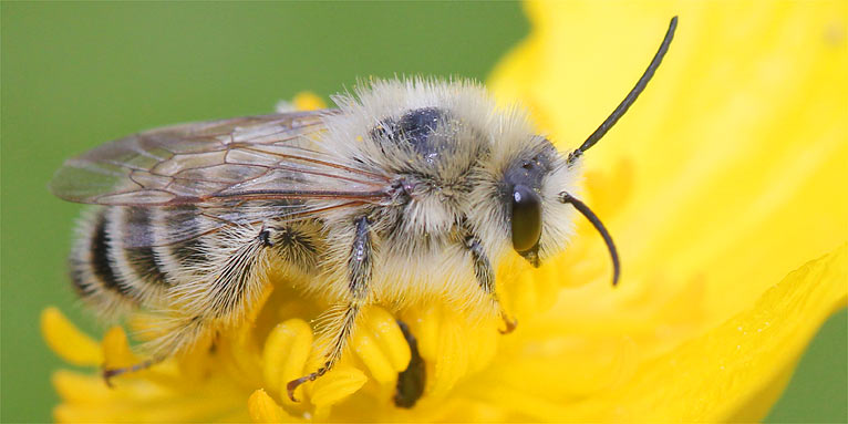 Wildbiene auf Zungen-Hahnenfuß - Foto: Helge May