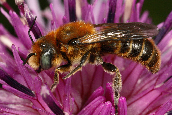 Auch Mauerbienen wie diese Natternkopf-Mauerbiene (Osmia adunca) sind vom Rückgang betroffen: Von 55 in Deutschland vorkommenden Arten sind bereits über die Hälfte gefährdet - Foto: Martin Sorg
