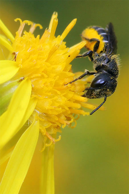 Wildbiene an Jakobskreuzkraut - Foto: Helge May