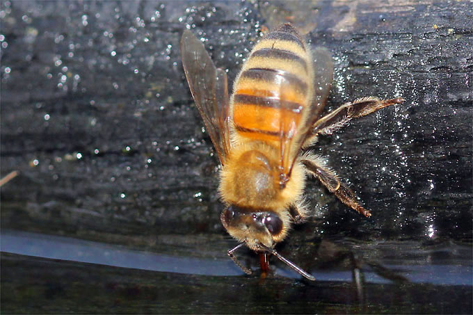 Trinkende Honigbiene - Foto: Helge May