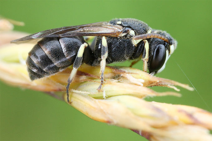 Ewa 30 Prozent der Insektenarten in Deutschland sind bedroht oder bereits ausgestorben, viele Wildbienenarten sind gefährdet. - Foto: Frank Derer