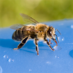 Trinkende Biene - Foto: Getty Images/Pierphotographer 