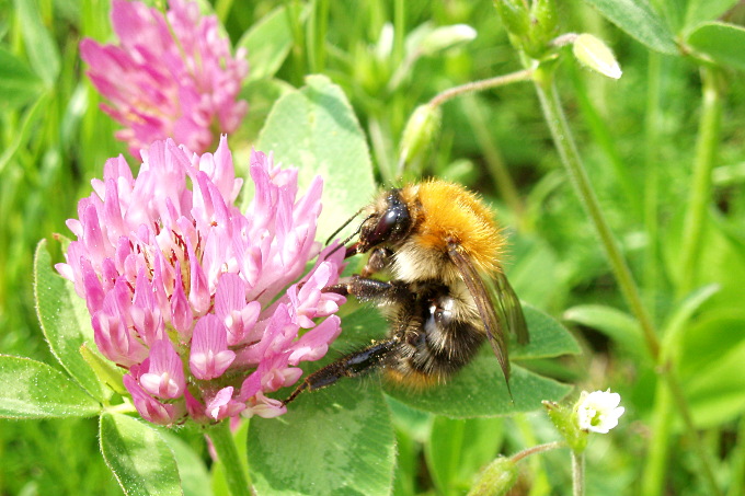 Besonders Wildbienen - hier die Ackerhummel - reagieren empfindlich auf Insektizide - Foto: Martin Franke