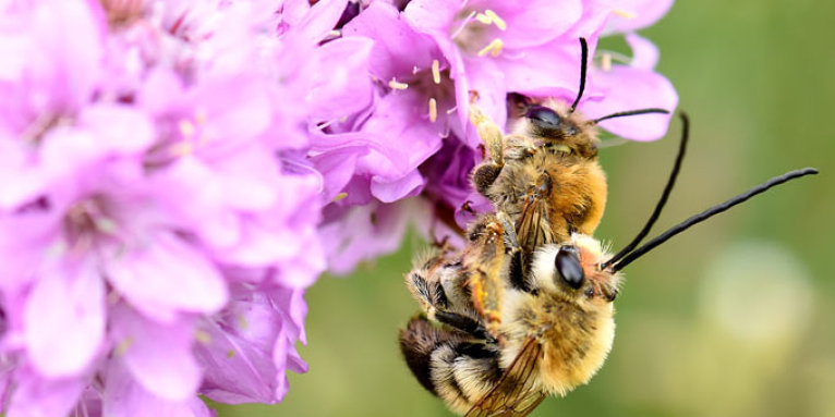 Mai-Langhornbiene - Foto: Peter Vesely/www.naturgucker.de