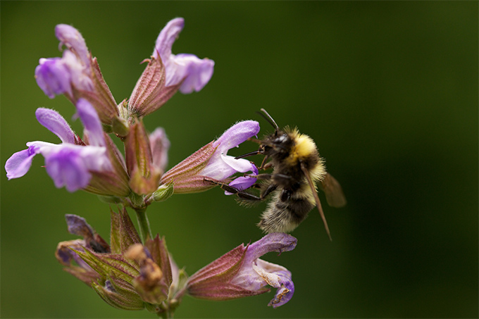 <p id="pestizide">Wildbienen tragen in der Landwirtschaft einen großen Teil zur erfolgreichen Bestäubung unserer Nutzpflanzen bei.- Foto: NABU/Christoph Kasulke</p>