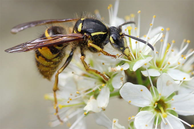 Wespenkönigin im Frühjahr beim Besuch einer Schlehe - Foto: Helge May