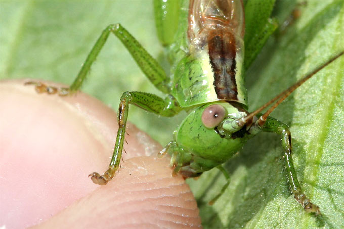 Langflüglige Schwertschrecke (Männchen) knabbert an Finger - Foto: Helge May