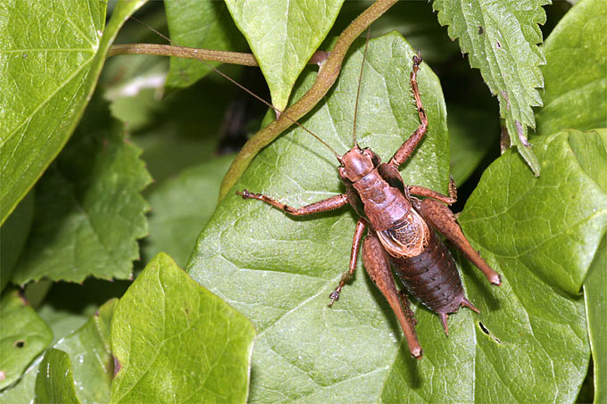 Gewöhnliche Strauchschrecke (Männchen) - Foto: Helge May