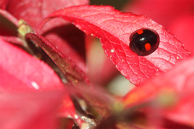 Bevor alles braun und grau wird, zeigt sich der Herbst von seiner bunten Seite. Hier ein Schildlaus-Marienkäfer auf einem Pfaffenhütchenblatt. -  Foto: Helge May