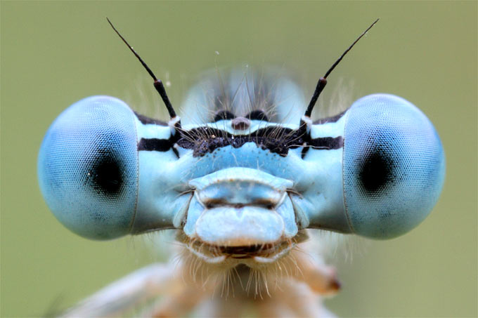 Federlibelle (Männchen) - Foto: Frank Derer