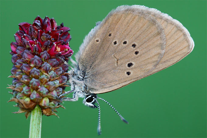 Eine Besonderheit der Pleißeauen sind der Helle und der Dunkle Wiesenknopf-Ameisenbläuling, zwei stark gefährdete Schmetterlingsarten. - Foto: Frank Derer