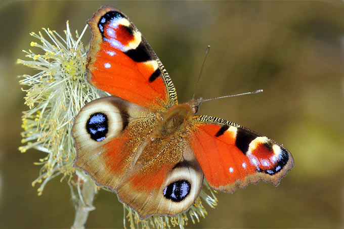 Das Tagpfauenauge war Schmetterling des Jahres 2009 - Foto: Helge May