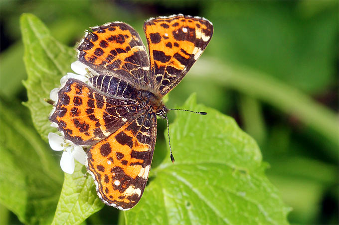 Der Landkärtchenfalter – hier die Frühlingsform auf einer Knoblauchsrauke – war Schmetterling des Jahres 2007. – Foto: Helge May