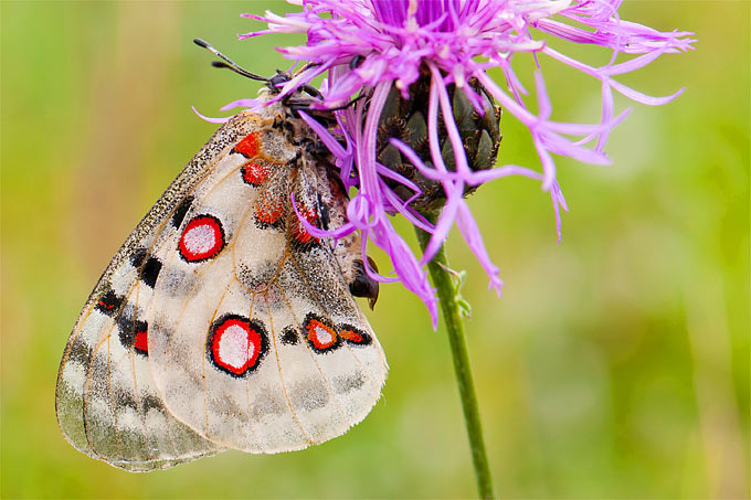 Schmetterlinge, Bienen und Schwebfliegen sind von dem Insektensterben betroffen - Foto: Christoph Bosch