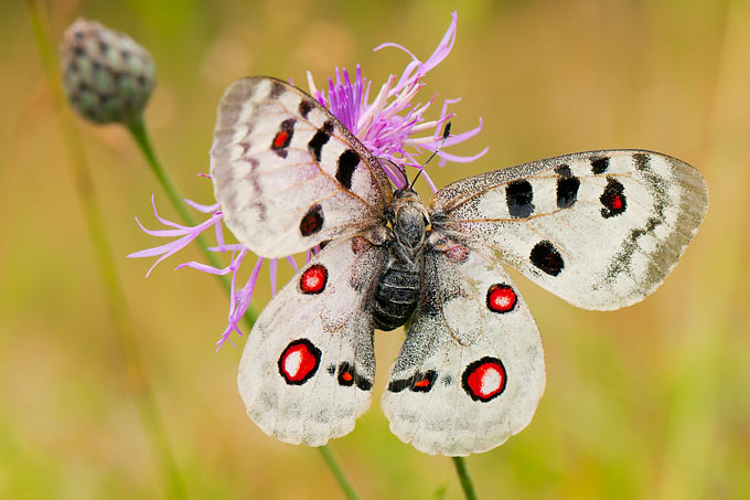 Der Apollofalter ist eine von weltweit 150.000 Schmetterlingsarten ... - Foto: Christoph Bosch