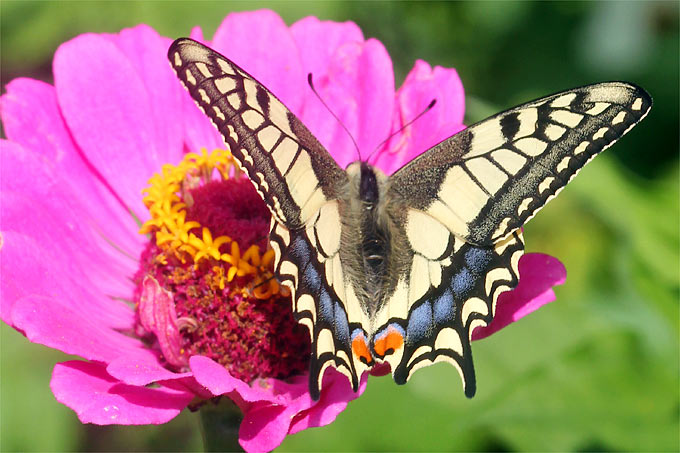 Kennen Sie diesen Schmetterling? - Foto: Helge May