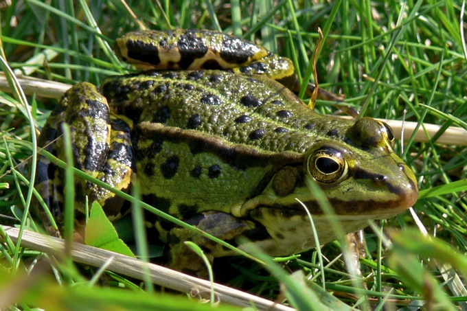 Frosch im Gras sitzend - Foto: Ingo Ludwichowski