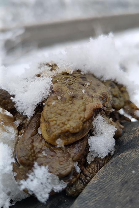 Kröten wandern trotz Schnee - Foto: Bernd Ua