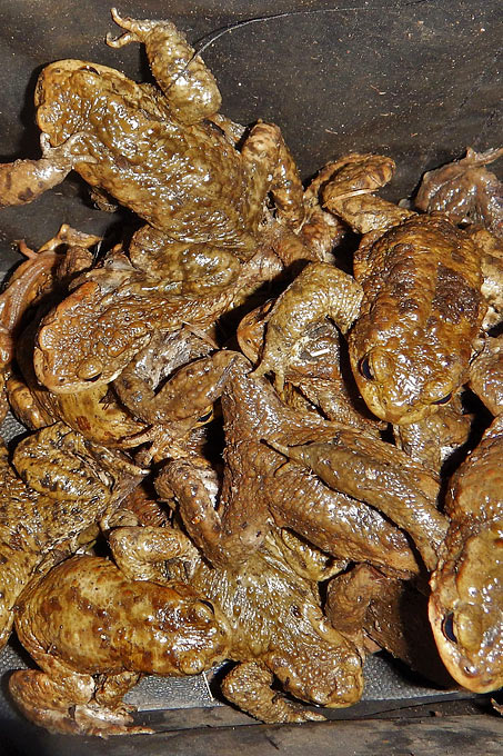 Gedränge an der Nahe bei Bad Sobernheim: Erdkröten in Sammeleimer - Foto: Stefan Knipf