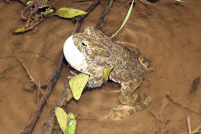 Wechselkröten benötigen vegetationsarme, sich schnell erwärmende Laichgewässer. - Foto: Norman Schiwora