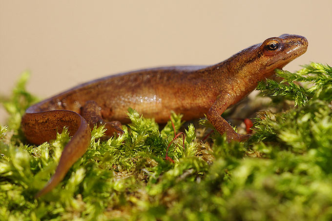 Vom Salamanderfresserpilz sind potentiell auch andere Schwanzlurche wie der Teichmolch betroffen. - Foto: Achim Schumacher
