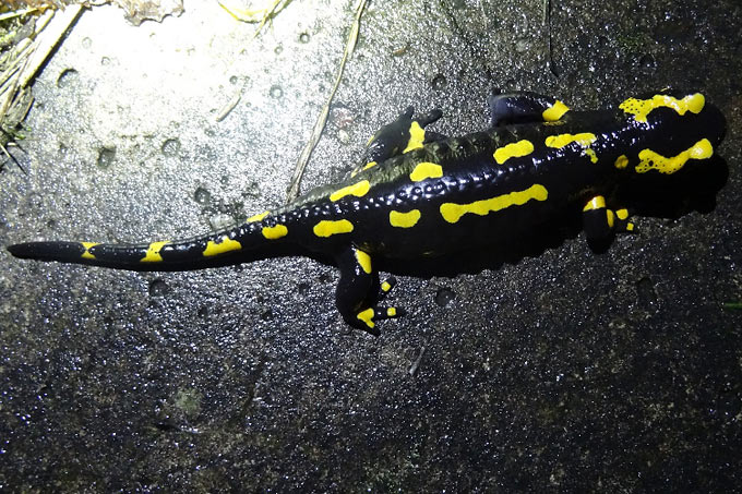 Feuersalamander aus Untergrombach. Salamander laichen nicht, sie sind lebendgebärend und setzen Larven direkt ins Wasser ab.  - Foto: Regine Carl